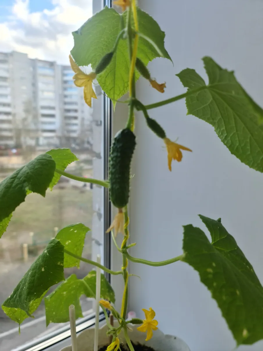 Первый урожай!!!